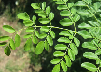 D:\2023\Oktober 2023\13 Oktober 2023\11\Halaman 1-11 Jumat\daun kelor.jpg