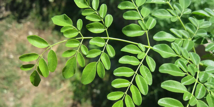 D:\2023\Oktober 2023\13 Oktober 2023\11\Halaman 1-11 Jumat\daun kelor.jpg