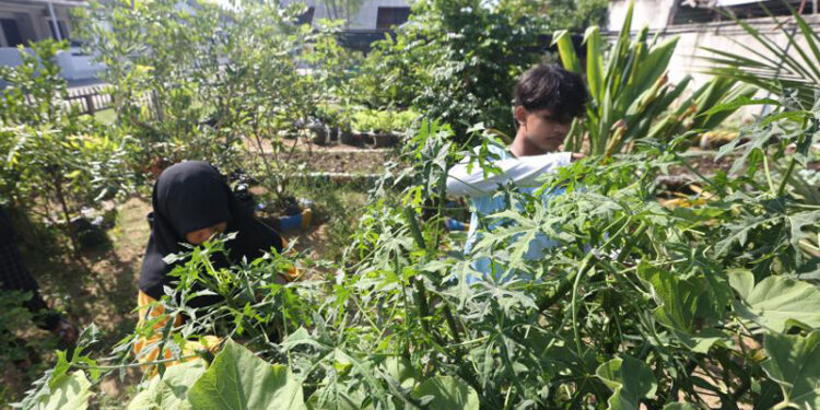 D:\2023\Oktober 2023\18 Oktober 2023\11\Halaman 1-11 Rabu\tanaman.jpg