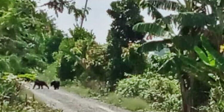 Tangkapan layar saat warga memvideo dua ekor Beruang Madu di ruas jalan Desa Jambu Baru, Kecamatan Kuripan, Kabupaten Batola. (Foto: jejakrekam)