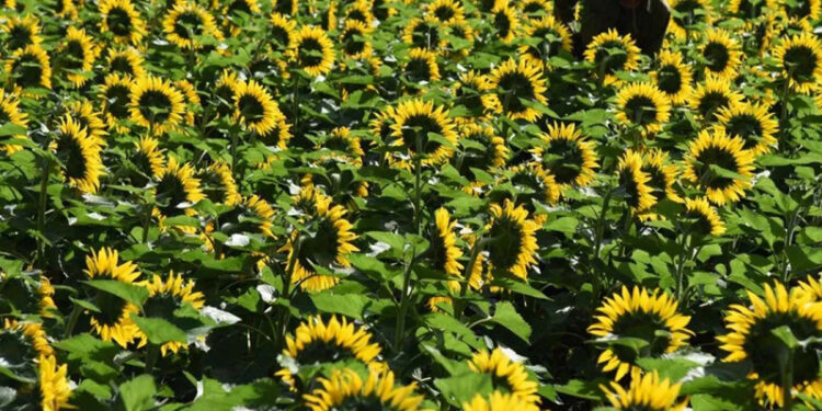 D:\2023\November 2023\24 November 2023\11\Halaman 1-11 Jumat\peneliti.jpg