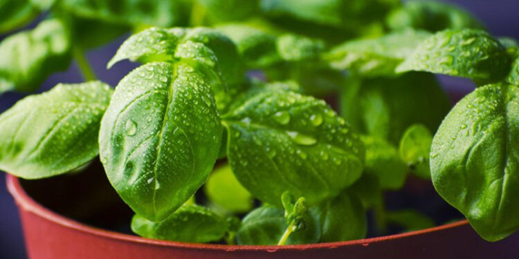 D:\2023\November 2023\27 November 2023\11\Halaman 1-11 Senin\5 tanaman.jpg