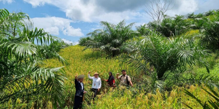 Kepala Dinas Perkebunan dan Peternakan Provinsi Kalsel, Hj Suparmi saat berada di tanaman padi sebagai tanaman tumpang sari di kawasan perkebunan kelapa sawit.