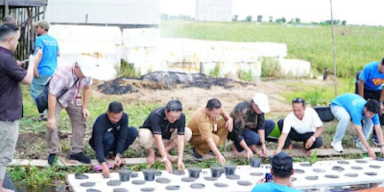 DIRUT Bank Kalsel Fahrudin bersama Kepala Kantor OJK Kalsel Agus Maiyo saat menanam Padi Apung di Desa Tiang Gantung, Daha Barat, HSS.