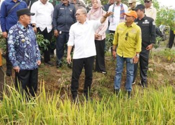 Gubernur Kalimantan Selatan, H Muhidin saat mendampingi Menteri Koordinator (Menko) Bidang Pangan, H Zulkifli Hasan (Zulhas) meninjau hamparan padi yang sedang menguning di Desa Danda Jaya, Kecamatan Rantau Badauh, Kabupaten Barito Kuala (Batola)