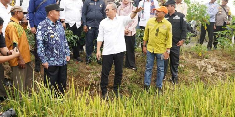 Gubernur Kalimantan Selatan, H Muhidin saat mendampingi Menteri Koordinator (Menko) Bidang Pangan, H Zulkifli Hasan (Zulhas) meninjau hamparan padi yang sedang menguning di Desa Danda Jaya, Kecamatan Rantau Badauh, Kabupaten Barito Kuala (Batola)