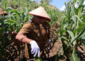 WABUP Kotabaru Syairi Mukhlis saat melakukan panen jagung di kawasan Wisata Kolam Renang, Desa Sebelimbingan, Senin (6/4).