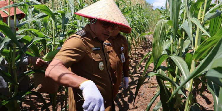 WABUP Kotabaru Syairi Mukhlis saat melakukan panen jagung di kawasan Wisata Kolam Renang, Desa Sebelimbingan, Senin (6/4).