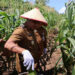 WABUP Kotabaru Syairi Mukhlis saat melakukan panen jagung di kawasan Wisata Kolam Renang, Desa Sebelimbingan, Senin (6/4).