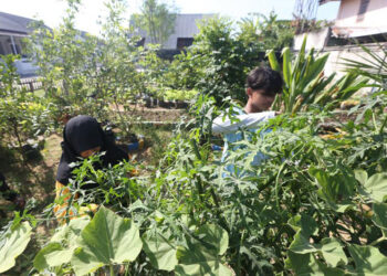 D:\2023\Oktober 2023\18 Oktober 2023\11\Halaman 1-11 Rabu\tanaman.jpg