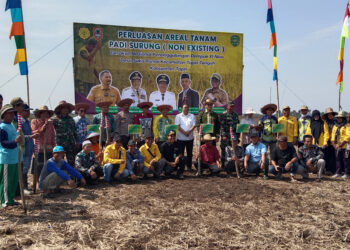 PADI SURUNG-Tanam padi surung di desa Suka Ramai, Kecamatan Tapin Tengah, Kabupaten Tapin.