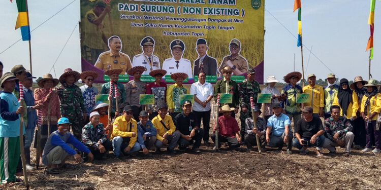 PADI SURUNG-Tanam padi surung di desa Suka Ramai, Kecamatan Tapin Tengah, Kabupaten Tapin.
