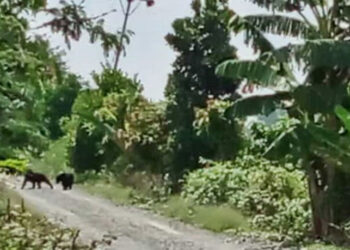 Tangkapan layar saat warga memvideo dua ekor Beruang Madu di ruas jalan Desa Jambu Baru, Kecamatan Kuripan, Kabupaten Batola. (Foto: jejakrekam)