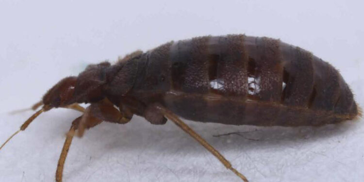 D:\2023\Desember 2023\1912\11\Halaman 1-11 Selasa\jangan.jpg