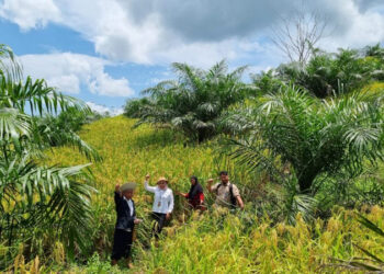 Kepala Dinas Perkebunan dan Peternakan Provinsi Kalsel, Hj Suparmi saat berada di tanaman padi sebagai tanaman tumpang sari di kawasan perkebunan kelapa sawit.