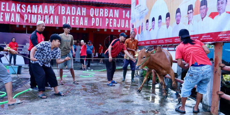 DPD PDIP Kalsel saat melaksanakan penyembelihan sapi kurban, Selasa (18/6).