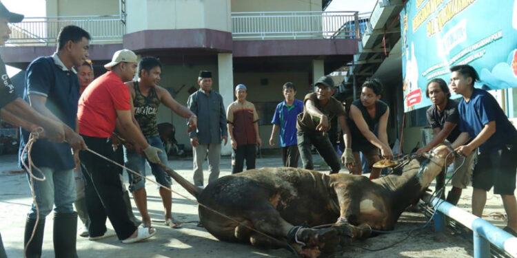 PANITIA Kurban Polresta Banjarmasin saat hendak melakukan penyembelihan sapi.