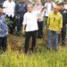 Gubernur Kalimantan Selatan, H Muhidin saat mendampingi Menteri Koordinator (Menko) Bidang Pangan, H Zulkifli Hasan (Zulhas) meninjau hamparan padi yang sedang menguning di Desa Danda Jaya, Kecamatan Rantau Badauh, Kabupaten Barito Kuala (Batola)
