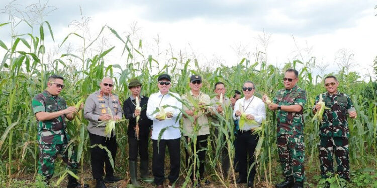Gubernur Kalsel bersama Pimpinan Forkopimda Panen Jagung