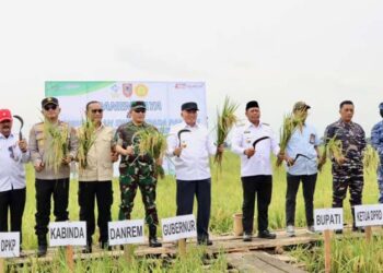 GUBERNUR Kalimantan Selatan H Muhidin saat memimpin panen raya padi di lahan rawa pasang surut, Desa Baringin Jaya, Kecamatan Anjir Muara, Kabupaten Barito Kuala (Batola).