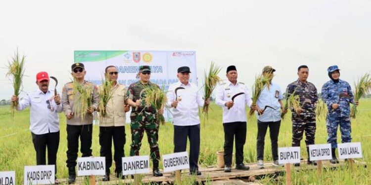 GUBERNUR Kalimantan Selatan H Muhidin saat memimpin panen raya padi di lahan rawa pasang surut, Desa Baringin Jaya, Kecamatan Anjir Muara, Kabupaten Barito Kuala (Batola).