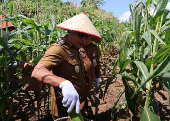 WABUP Kotabaru Syairi Mukhlis saat melakukan panen jagung di kawasan Wisata Kolam Renang, Desa Sebelimbingan, Senin (6/4).